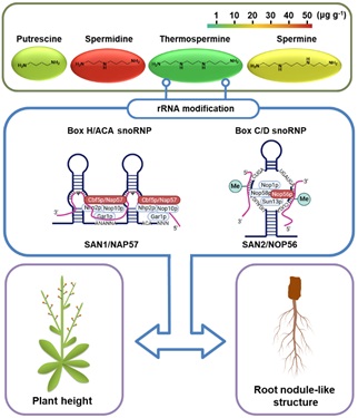 李家洋研究组发现snoRNP在热精胺介导的拟南芥生长发育中发挥关键作用